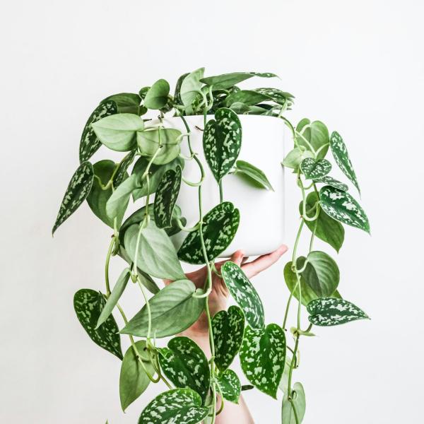 Cây Ivy Treo Khung Sắt