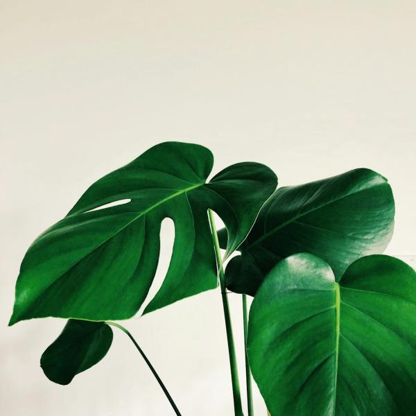 Monstera Deliciosa Cây Lớn