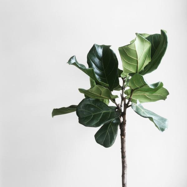 Cây Vĩ Cầm Fiddle Leaf Fig