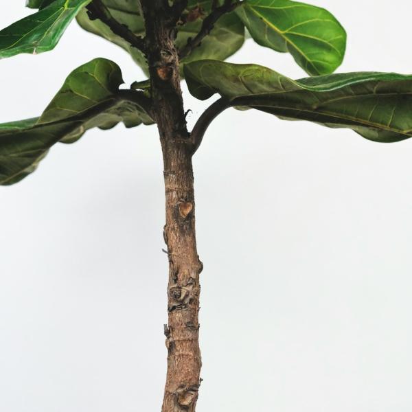 Cây Thường Xuân Bonsai Mini