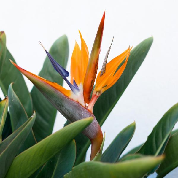 Cây Heliconia Hoa Chuối Cảnh