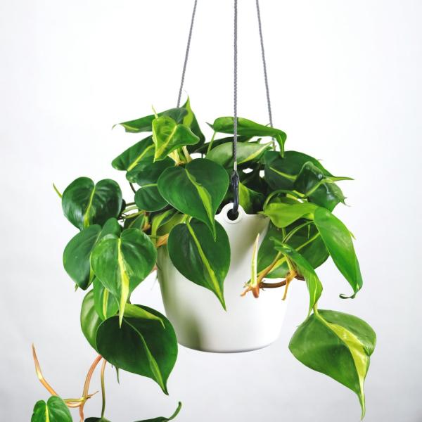 Trầu Bà Treo Giỏ Macramé