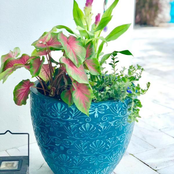Cây Tre Ngũ Sắc Sân Vườn