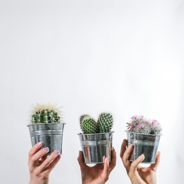 Xương Rồng Mini Để Bàn