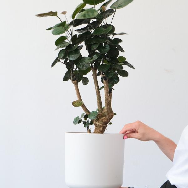 Bộ 3 Chậu Gốm Trắng Minimalist