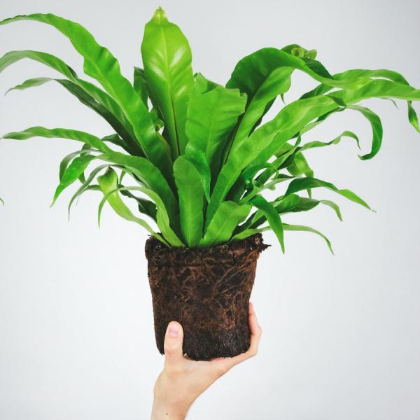 Đất Trồng Cây Cảnh Trong Nhà 5L